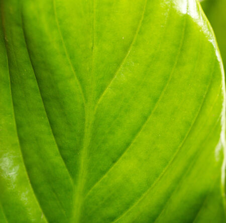 background of leaves of a flower. macroの写真素材
