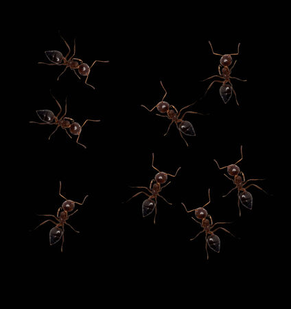 ants on a black background. macroの写真素材