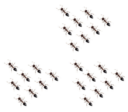 Ant isolated on white backgroundの写真素材