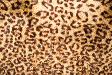 Leopard Skinの写真素材
