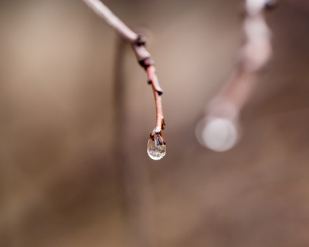 drop on bud on a branch. macroの写真素材