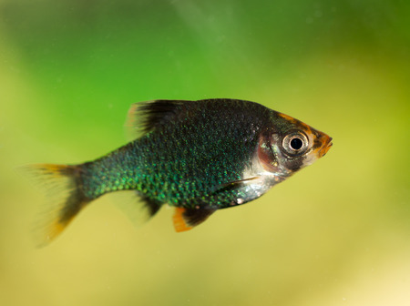 fish in the aquariumの写真素材