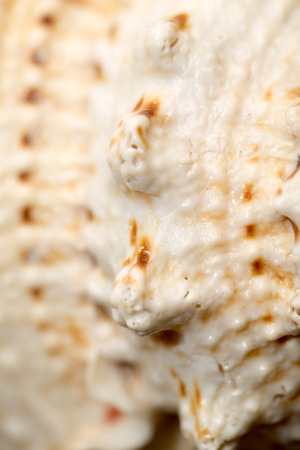 background of seashells. macroの写真素材