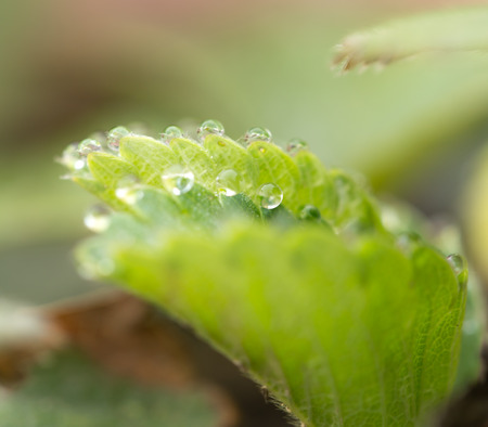 dew drops on strawberry leaves. macroの写真素材