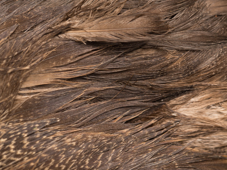 background of feathers
