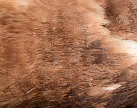 background of feathers