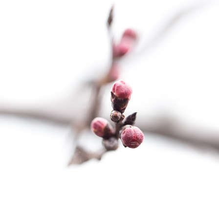 apricot flower buds. Macroの写真素材