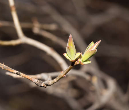 buds on a tree branch. Macro