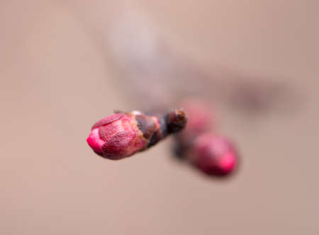 Flower buds on a tree. macroの写真素材