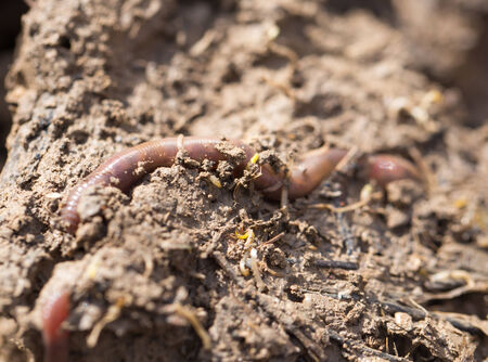 a worm on the ground. Macro