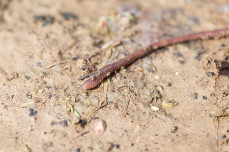 a worm on the ground. Macro