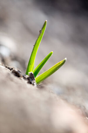Escape small garlic after snow. macroの写真素材