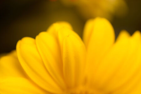 beautiful background of yellow flowerの写真素材