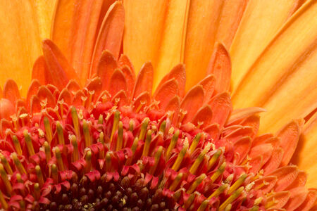 Background of beautiful flowersの写真素材