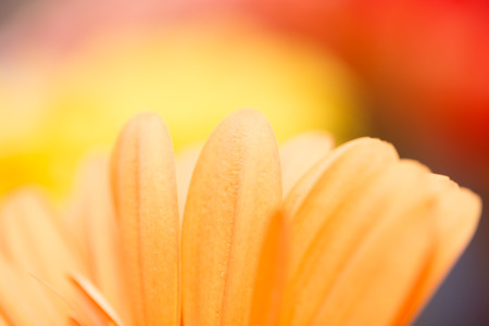 beautiful background of yellow flowerの写真素材