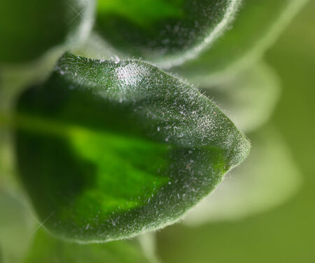 background of leaves of a flower. macroの写真素材