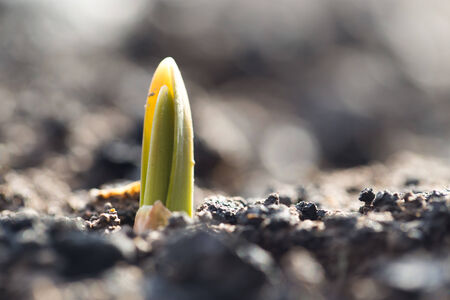 Escape small garlic after snow. macroの写真素材