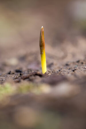 flower seedlings. macroの写真素材