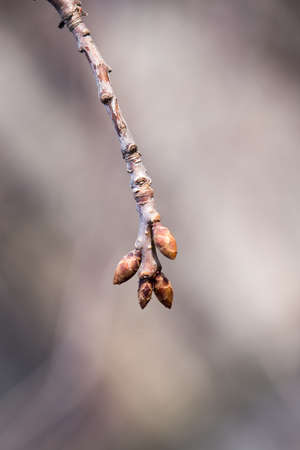 buds on the tree. macro