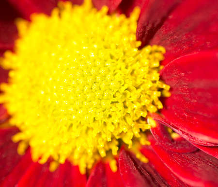 Background of beautiful flowersの写真素材