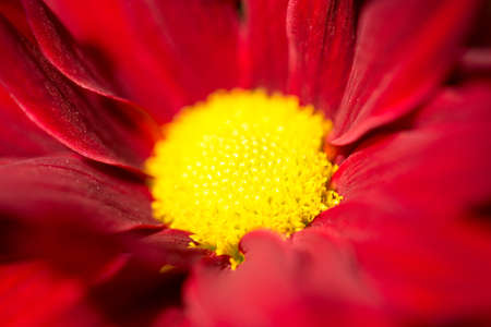 Background of beautiful flowersの写真素材