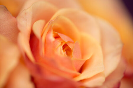 beautiful rose on natureの写真素材
