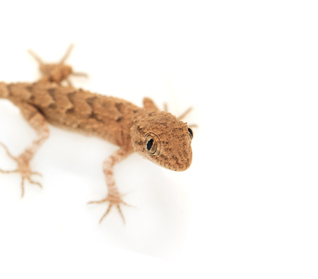 brown spotted gecko reptile isolated on white, view from above の写真素材