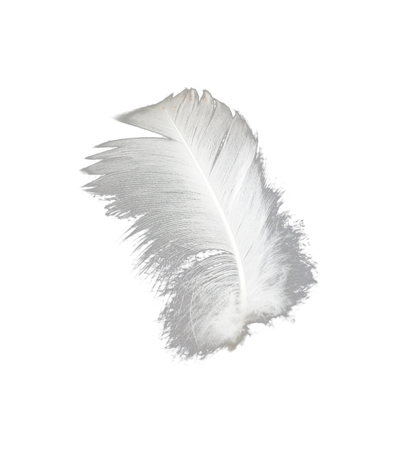 feather on a white backgroundの写真素材