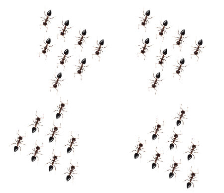 Ant isolated on white backgroundの写真素材