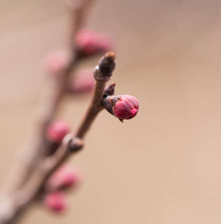 Flower buds on a tree. macroの写真素材