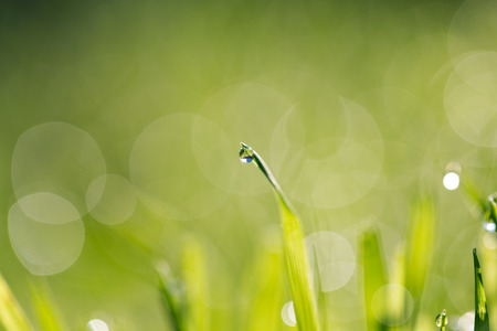 beautiful nature background. water drops on grass. macroの写真素材
