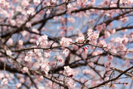 beautiful flowers on the branches of a tree