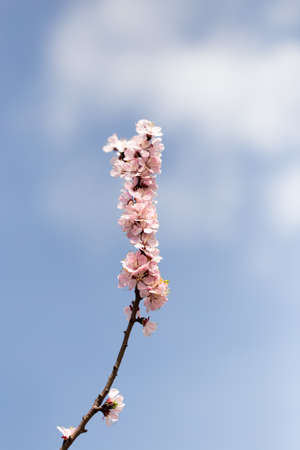 beautiful flowers on the branches of a tree