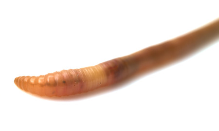 animal earthworm isolated on whiteの写真素材