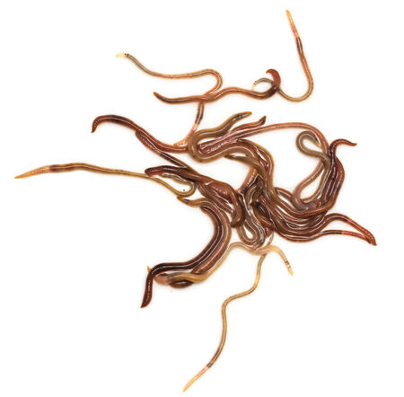 earthworms on a white background. Macro