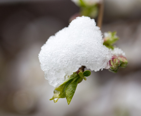 snow on tree leaves in springの写真素材