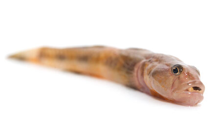 goldfish on a white backgroundの写真素材