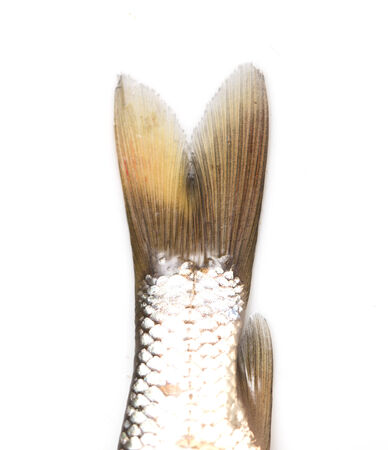 tail fish isolated on white backgroundの写真素材