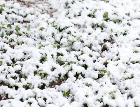 Snow on the strawberry