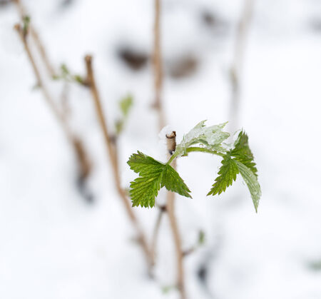 snow on the leaves raspberriesの写真素材