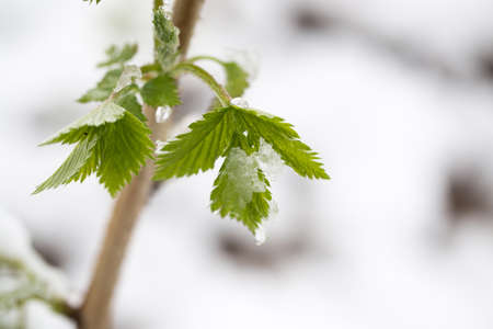 snow on the leaves raspberriesの写真素材