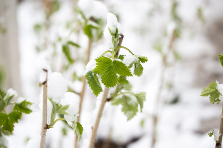 snow on the leaves raspberriesの写真素材