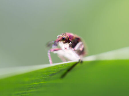 small insect in nature. macro