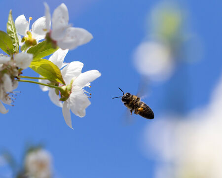 bee on flowers tree. macro