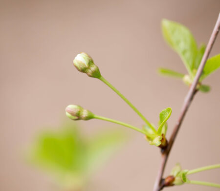 White flowers on a treeの写真素材