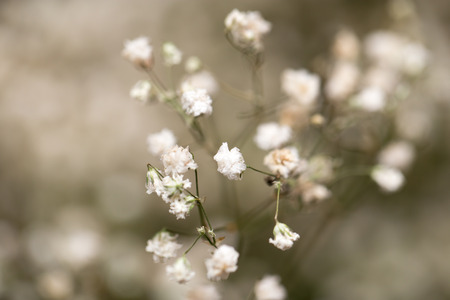 small white flowers. macroの写真素材
