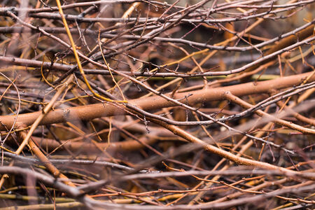 dry tree branchの写真素材