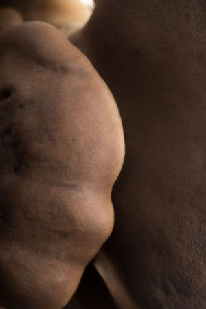 oyster mushrooms on a black backgroundの写真素材