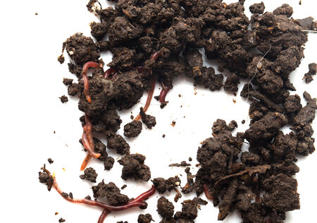 worm in the ground on a white backgroundの写真素材