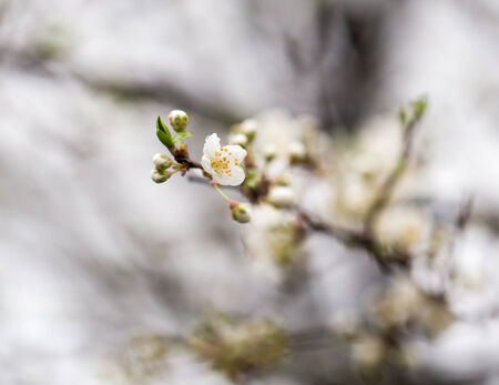 flowers on plum treeの写真素材